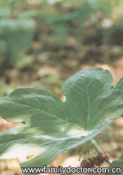 Podophyllotoxin